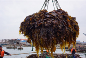 Seaweed Harvesting