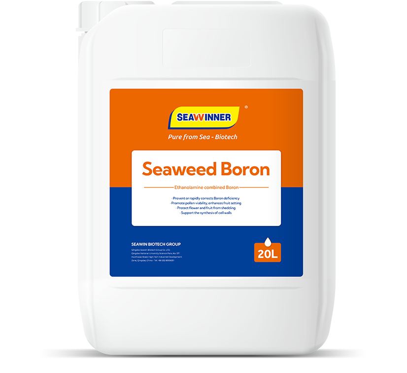 Seaweed Boron